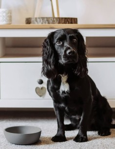 District 70 Comedero de Bambú Natural Gris M - Para Perros 2