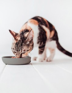 District 70 Comedero de Bambú Natural Gris - Para Gatos 2