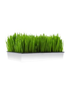 Ferribiella Germinador de Hierba Gatera - Para Gatos