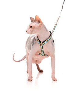 FUZZYARD Walking Cheesy Hearts - Para Gatos 2