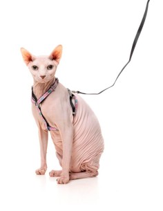 FUZZYARD Walking Set Meowcarons - Para Gatos 2