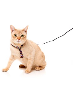 FUZZYARD Walking Set Caturday Night Fever - Para Gatos 2