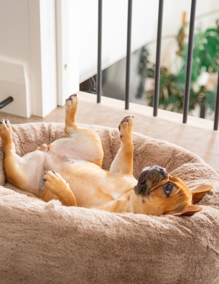 FuzzYard Cama Dreameazzzy Antiestrés Chai M - Para Perros y Gatos