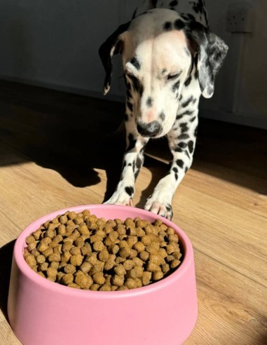 Beco Comedero Steady Rosa L - Para Perros