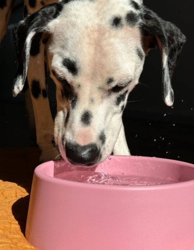 Beco Comedero Steady Rosa L - Para Perros