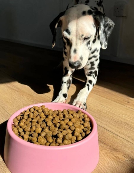 Beco Comedero Steady Rosa S/M - Para Perros