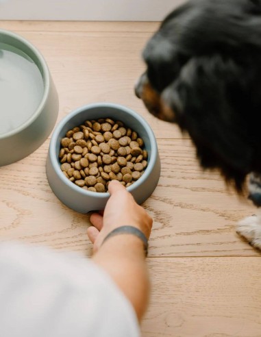 Beco Comedero Steady Verde L - Para Perros