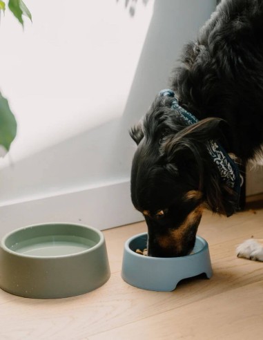 Beco Comedero Steady Azul S/M - Para Perros