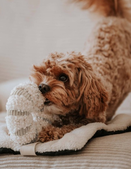 District 70 Margarita Interactiva & Escondite Merengue - Juguete para Perros