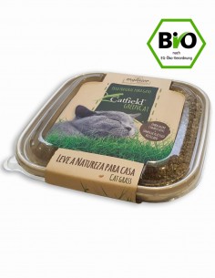 Green Cat Kit Germinador de hierba gatera BIO para gatos