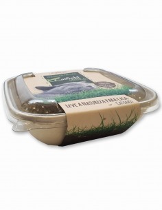 Green Cat Kit Germinador de hierba gatera BIO para gatos 2