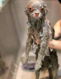 Furnatura Mascarilla BIO con Minerales del Mar Muerto 500g 2