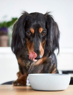 District 70 Comedero de Bambú Natural Ice Blue S - Para... 2