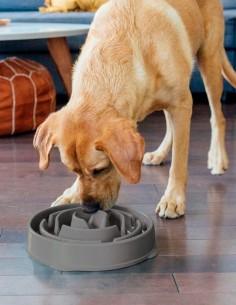 Slow Feed Comedero antivoracidad Gris 950ml 2