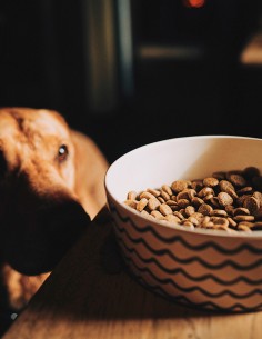 Beco Comedero de Bambú Natural Waves S - Para Perros 2