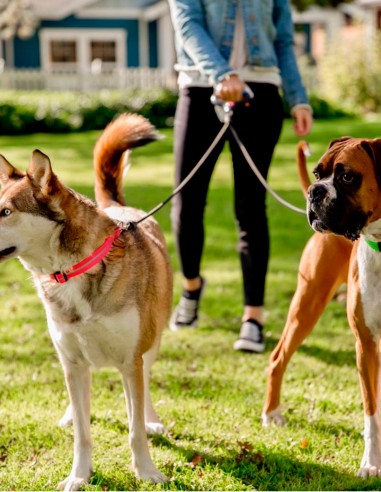 Correa para perros doble con Asa cómoda de Gel...