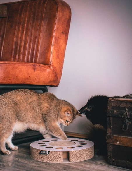 Rascador Para Gatos Carton Sofa — Vet. Las Garzas