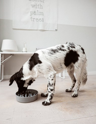 District 70 Comedero Antivoracidad Bambú Ice...