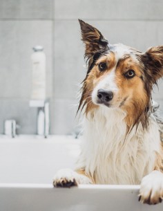 Greenfields 270 ml - Champú y Acondicionador para Perros 2