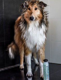 Greenfields Pelaje Colorido 270 ml - Champú para Perros 2