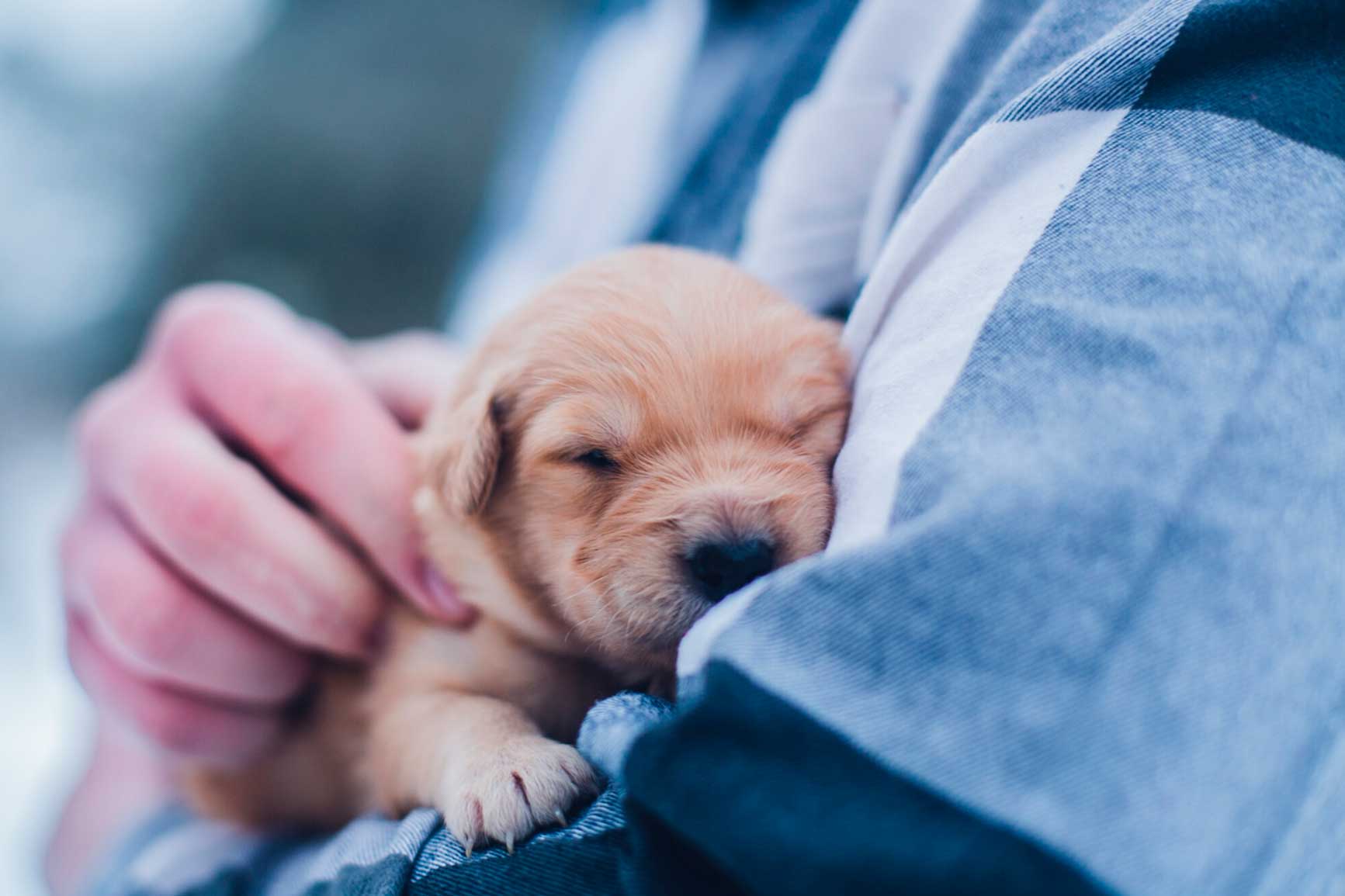Qué debes antes de que llegue tu nuevo cachorro a casa - Pampermut Blog