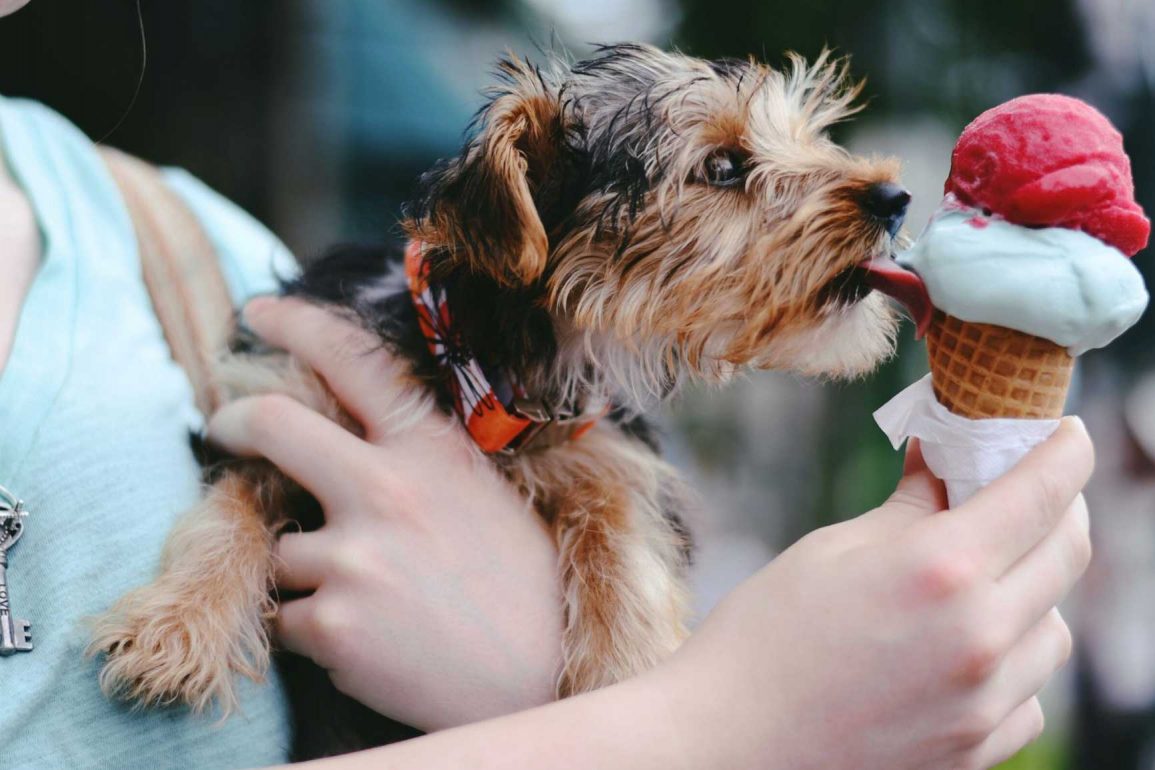 Receta casera para perros: Helado de frutas y carne - Pampermut Blog