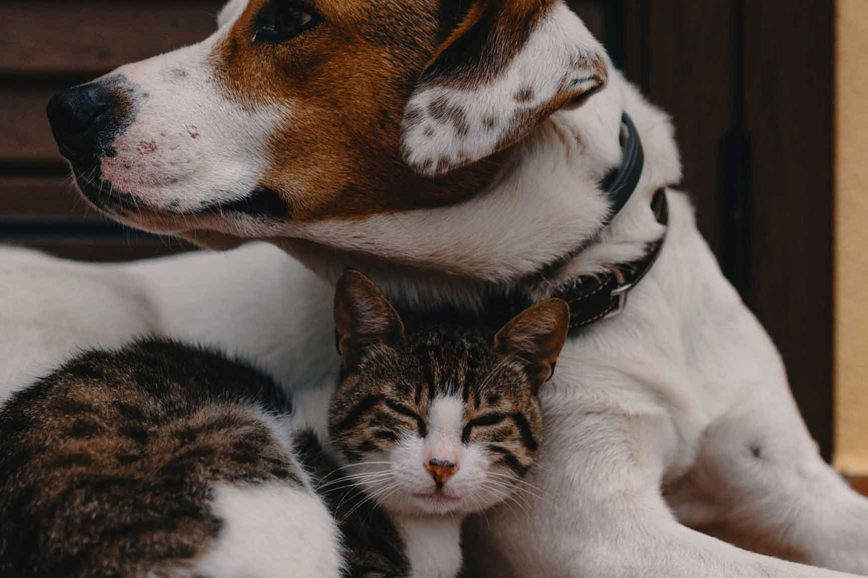Puerta para gatos —  Para gatitos y perritos