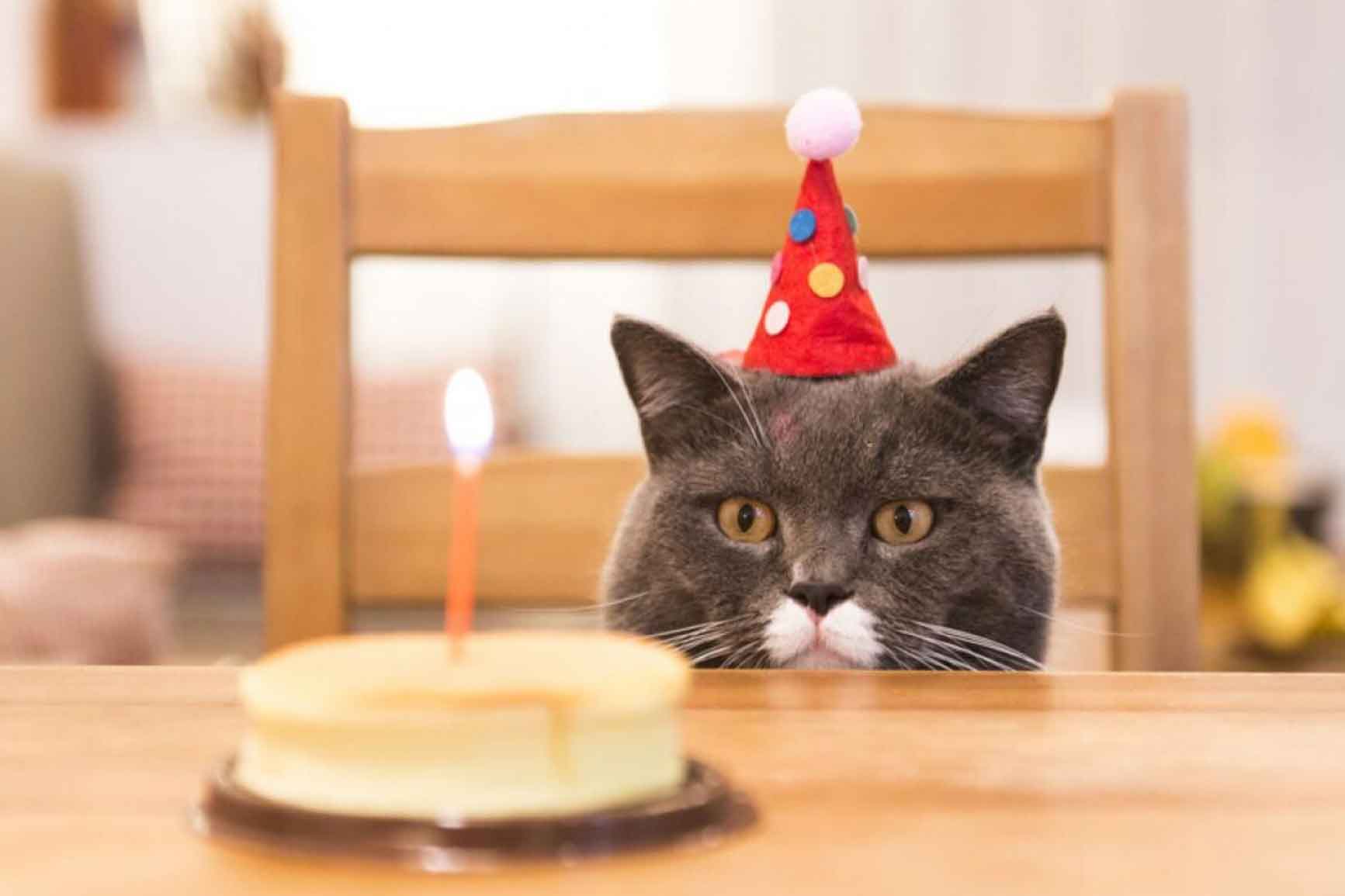 Receta casera para gatos: Pastel de cumpleaños de atún - Pampermut Blog