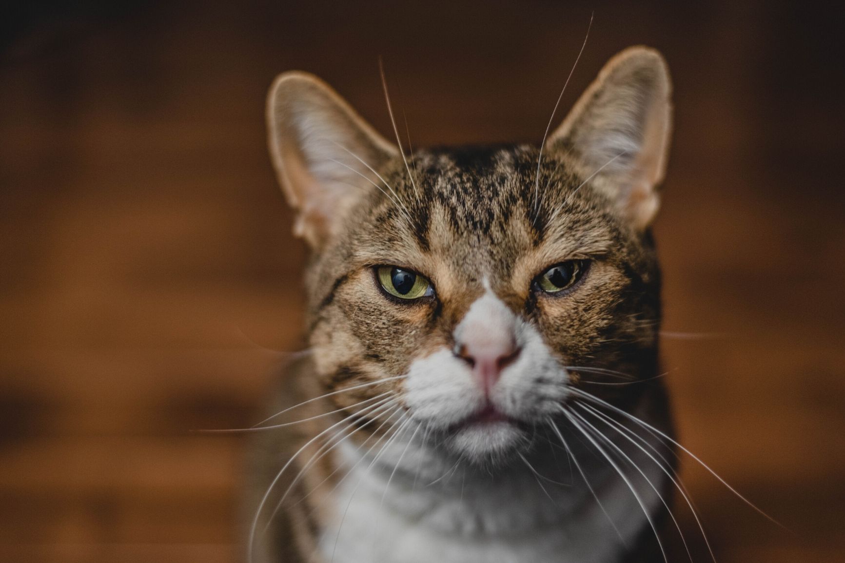 Insuficiencia renal en gatos: causas, síntomas y prevención - Pampermut Blog