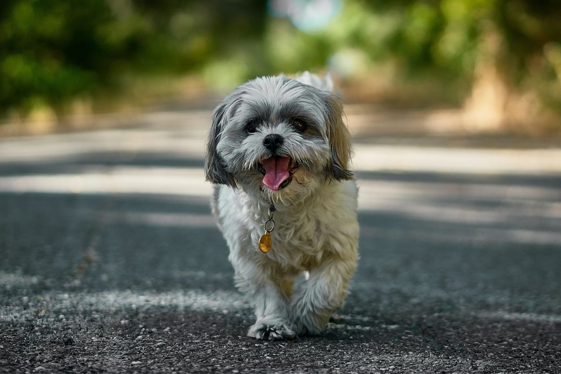 Cómo enseñar a perro ir sin cuando salgas a pasear - Pampermut Blog