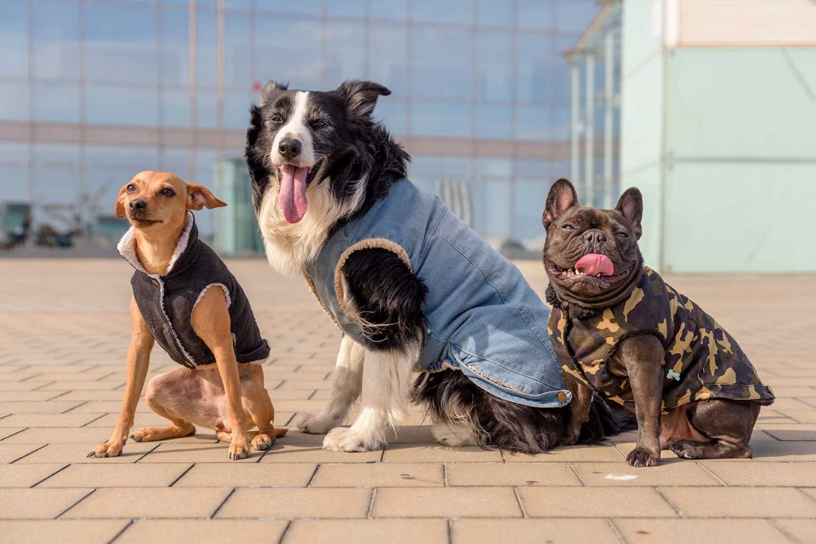 de otoño para perros: esenciales para combatir el frío de la nueva colección de FuzzYard Australia - Pampermut Blog