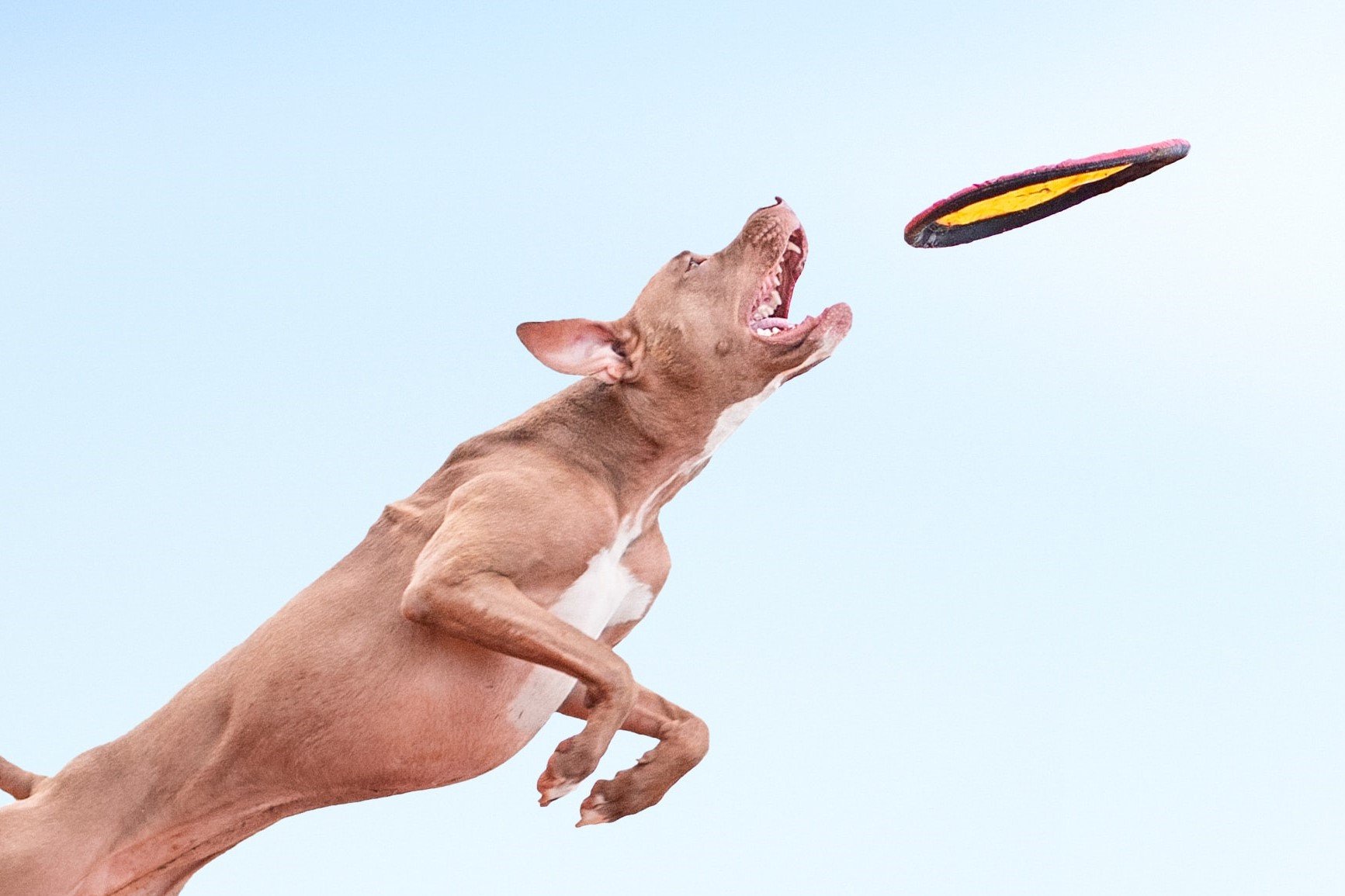 Los mejores juguetes para perros ansiosos y para liberar su estrés -  Pampermut Blog