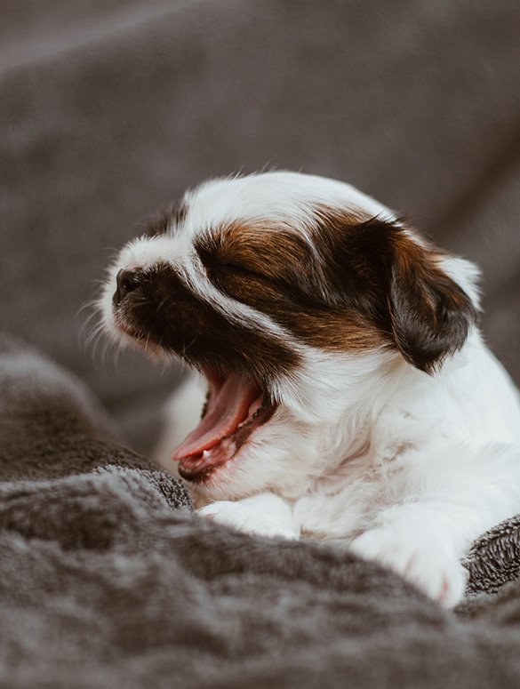 Cómo hacer que un cachorro duerma toda la noche - Pampermut Blog