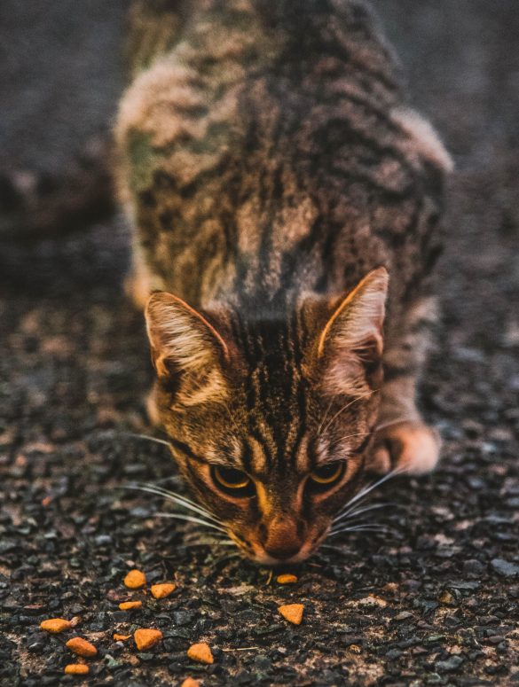 gato callejero