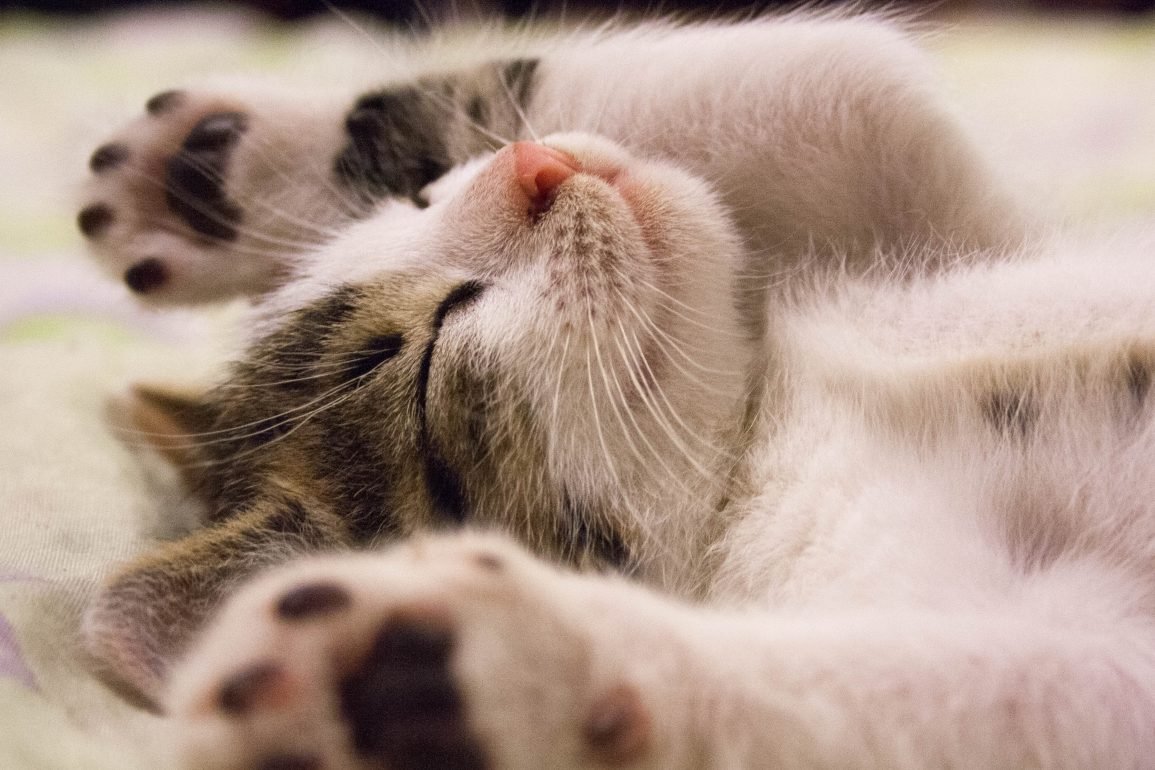Cuántas horas duermen los gatos? - Blog