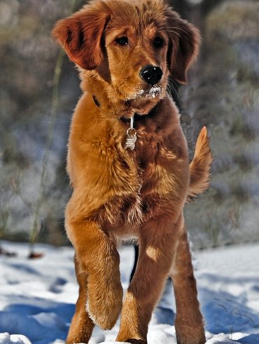 perro pata levantada