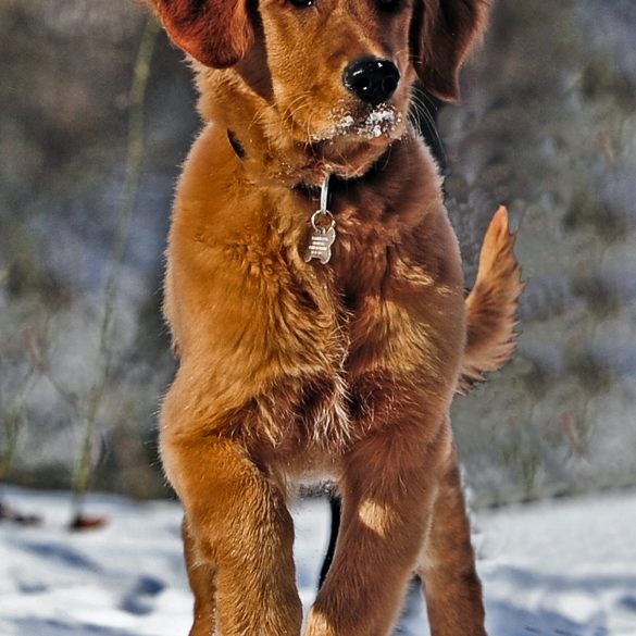 perro pata levantada