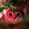 gato árbol de Navidad
