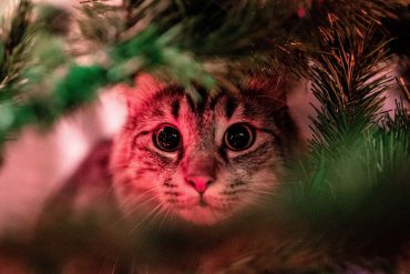 gato árbol de Navidad