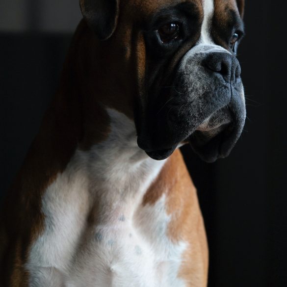 artrosis en los perros