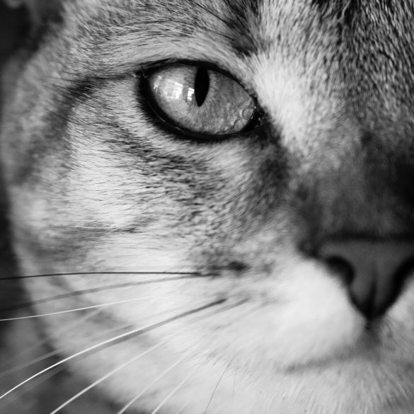 memoria perros y gatos