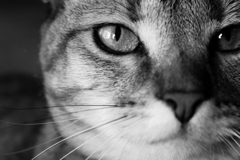 memoria perros y gatos