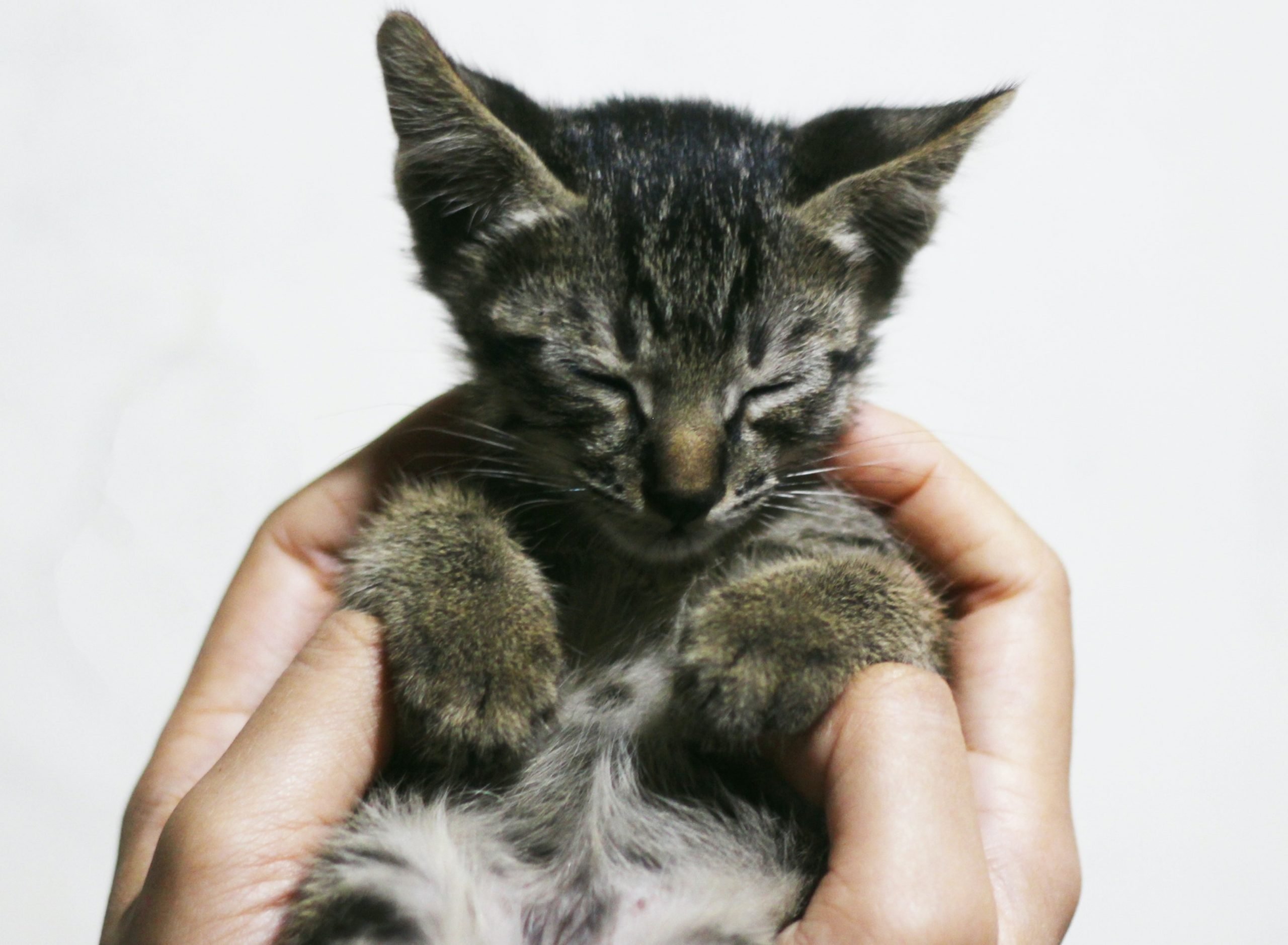 Acorazado excusa mini Cómo saber si un gato es macho o hembra - Pampermut Blog