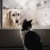 Qué hacer para que un gato acepte a un perro