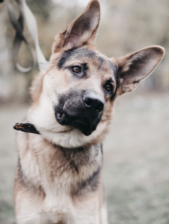 consejos para relajar a un perro