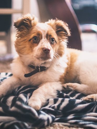 mi perro lo destroza todo en casa