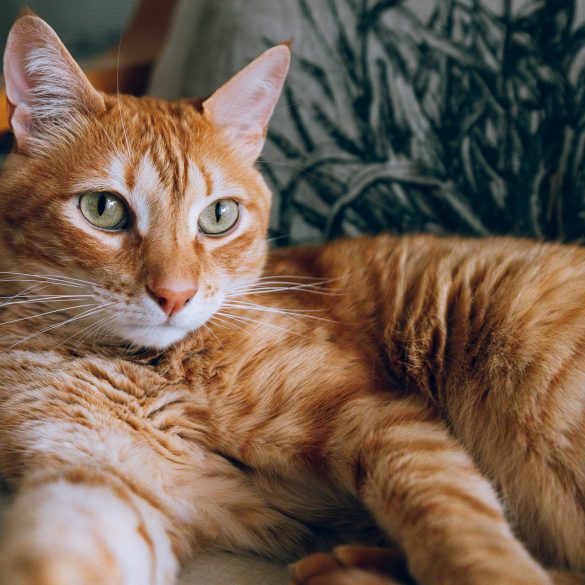 El celo en las gatas: fases y duración