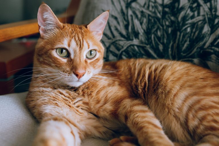 El celo en las gatas: fases y duración