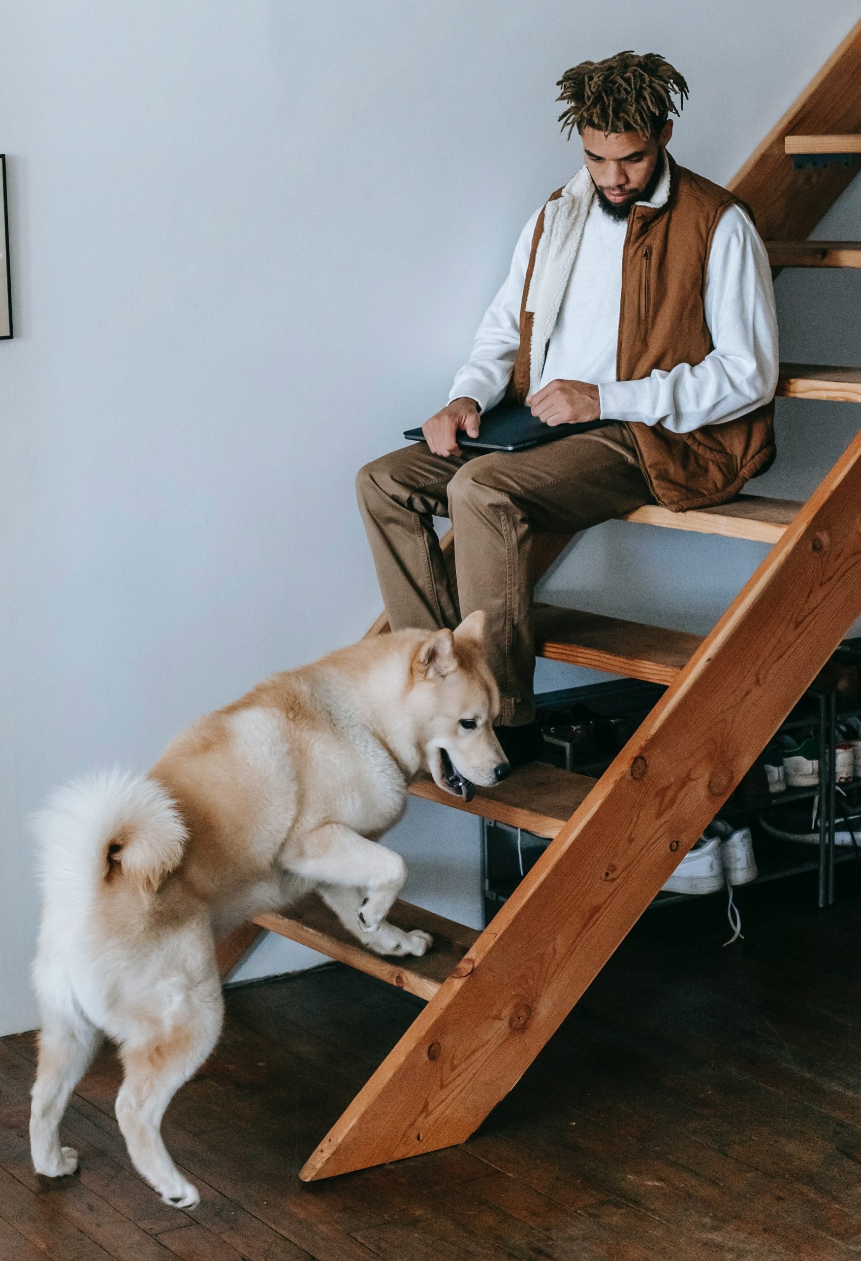 Escaleras para perros: Subir y bajar en forma segura