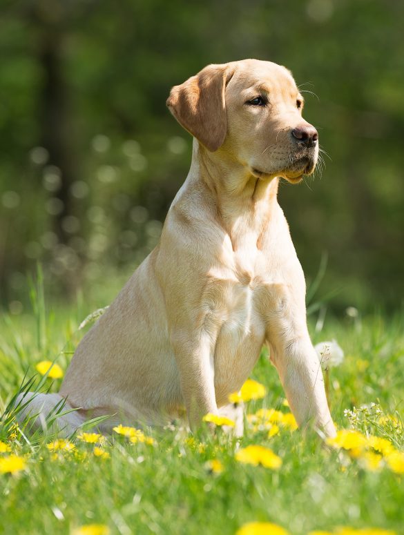 5 consejos para cuidar a tu perro en primavera
